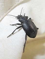 Calosoma obsoletum