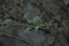 Lepechinia cardiophylla