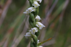 Spiranthes casei