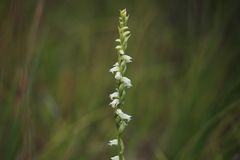 Spiranthes casei