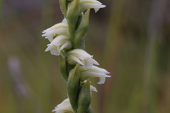 Spiranthes casei
