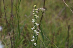 Spiranthes casei
