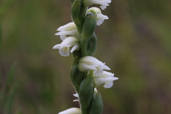 Spiranthes casei