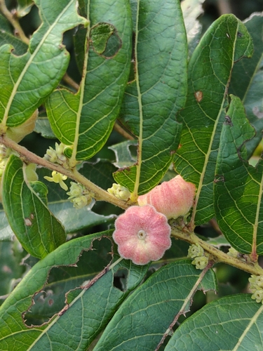 Glochidion puberum (L.) Hutch.