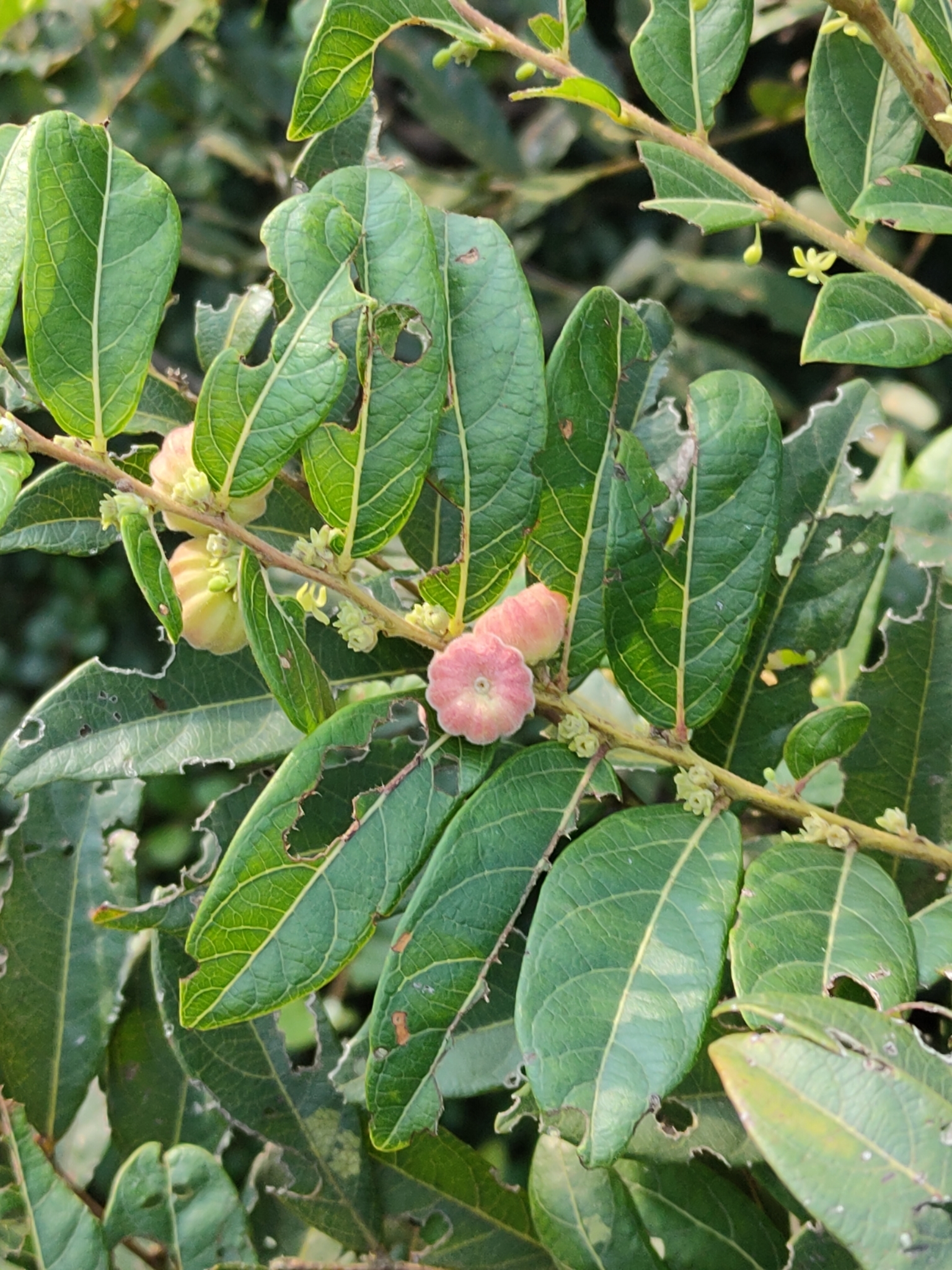 Glochidion puberum
