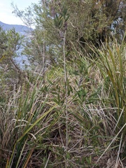 Melaleuca pallida