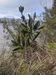 Melaleuca pallida