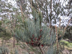 Allocasuarina monilifera