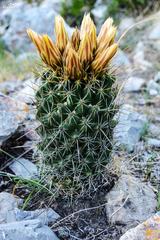 Coryphantha octacantha