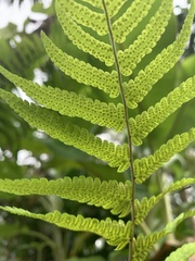 Sphaerostephanos maemonensis