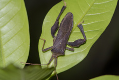 Pseudomictis