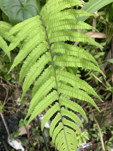 Sphaerostephanos maemonensis observed 2020-08-31