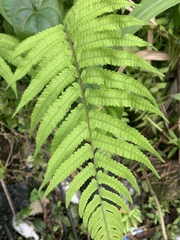 Sphaerostephanos maemonensis