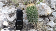 Coryphantha octacantha