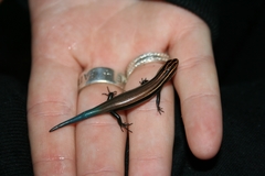 Plestiodon callicephalus