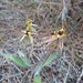 Caladenia conferta - Photo (c) Rosalie Lawrence,  זכויות יוצרים חלקיות (CC BY-NC), הועלה על ידי Rosalie Lawrence