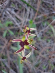 Caladenia conferta