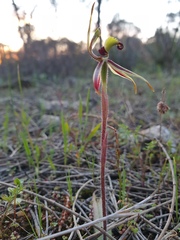 Caladenia conferta