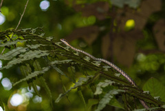 Dendrelaphis pictus