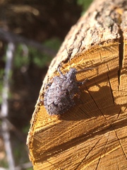 Brochymena parva