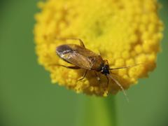 Plagiognathus arbustorum