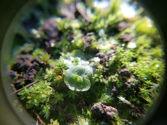 Lunularia cruciata