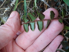Pellaea rotundifolia
