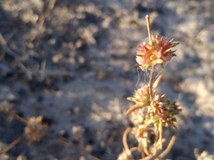 Pyankovia brachiata