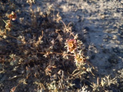 Pyankovia brachiata