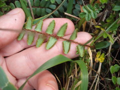Pellaea rotundifolia