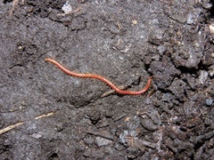 Strigamia bothriopus