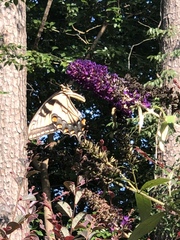 Papilio glaucus