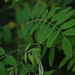 Robinia viscosa hartwigii - Photo (c) Dylan Kallenbach,  זכויות יוצרים חלקיות (CC BY-NC), הועלה על ידי Dylan Kallenbach