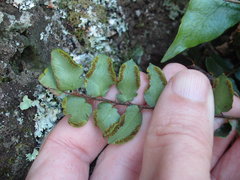 Pellaea rotundifolia