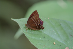 Abisara