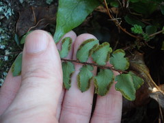 Pellaea rotundifolia