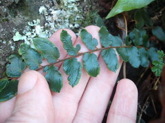 Pellaea rotundifolia