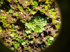 Sphaerocarpos