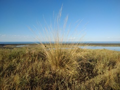 Stipa splendens