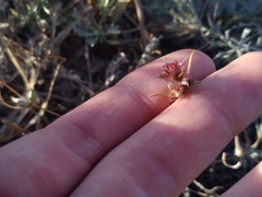Pyankovia brachiata