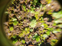 Sphaerocarpos