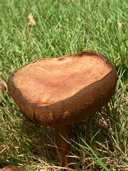 Agaricus bisporus bisporus