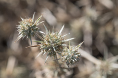 Eryngium petiolatum