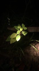 Plagianthus regius