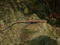 Emoia cyanura