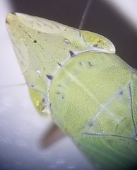 Draeculacephala balli