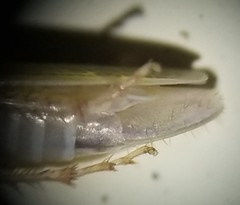 Draeculacephala balli