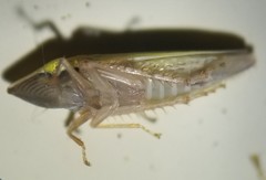 Draeculacephala balli