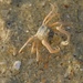 Asian Soldier Crab - Photo (c) tditz1, some rights reserved (CC BY-NC), uploaded by tditz1