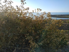 Perofascia lepidii
